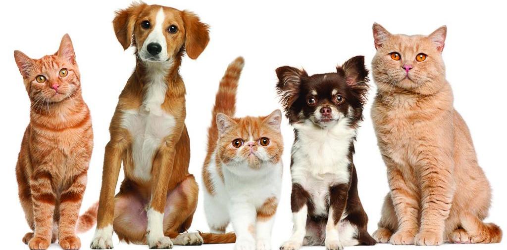 Доска объявлений о животных | ЗооТом - продажа, вязка и услуги для животных в Октябрьском