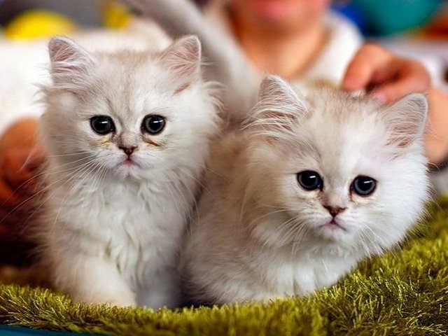Породы кошек в Октябрьском | ЗооТом портал о животных
