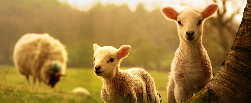 Объявления о сельскохозяйственных животных | ЗооТом - продажа, вязка и услуги для животных в Октябрьском